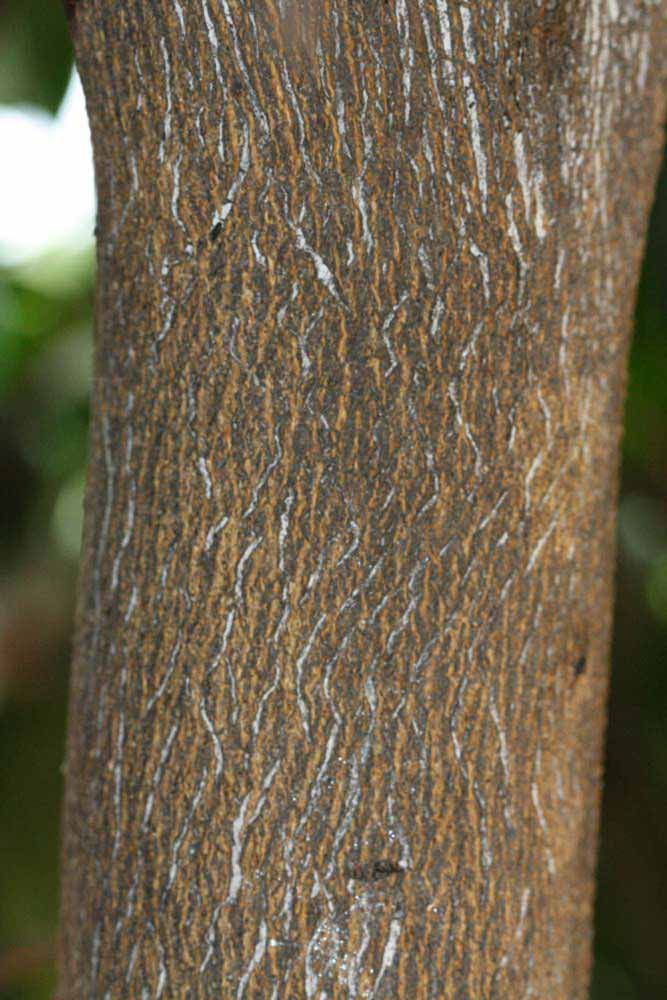            Bark (Riverside, CA)   